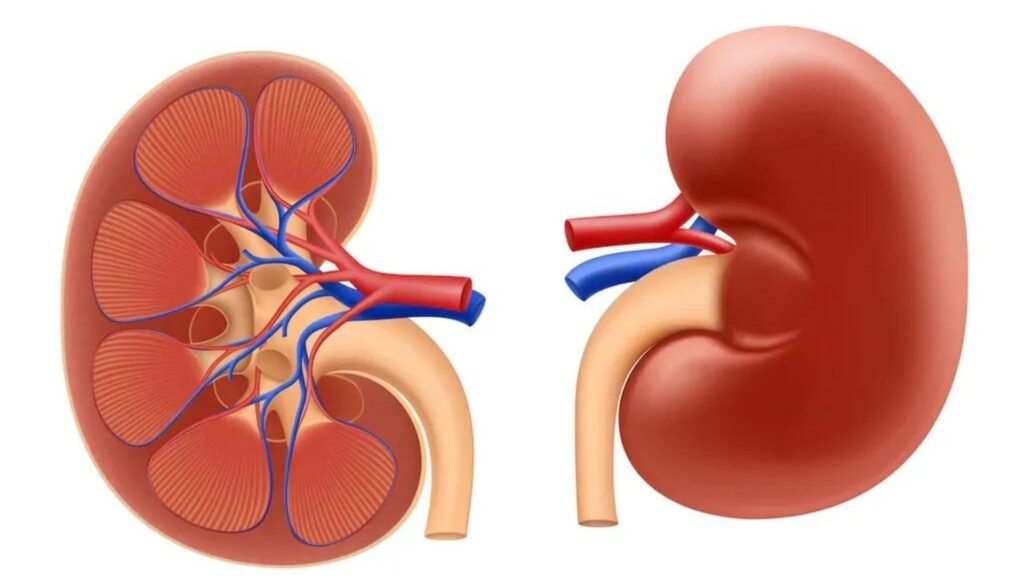 Understanding Kidney Disease: Symptoms, Causes, and Diagnosis